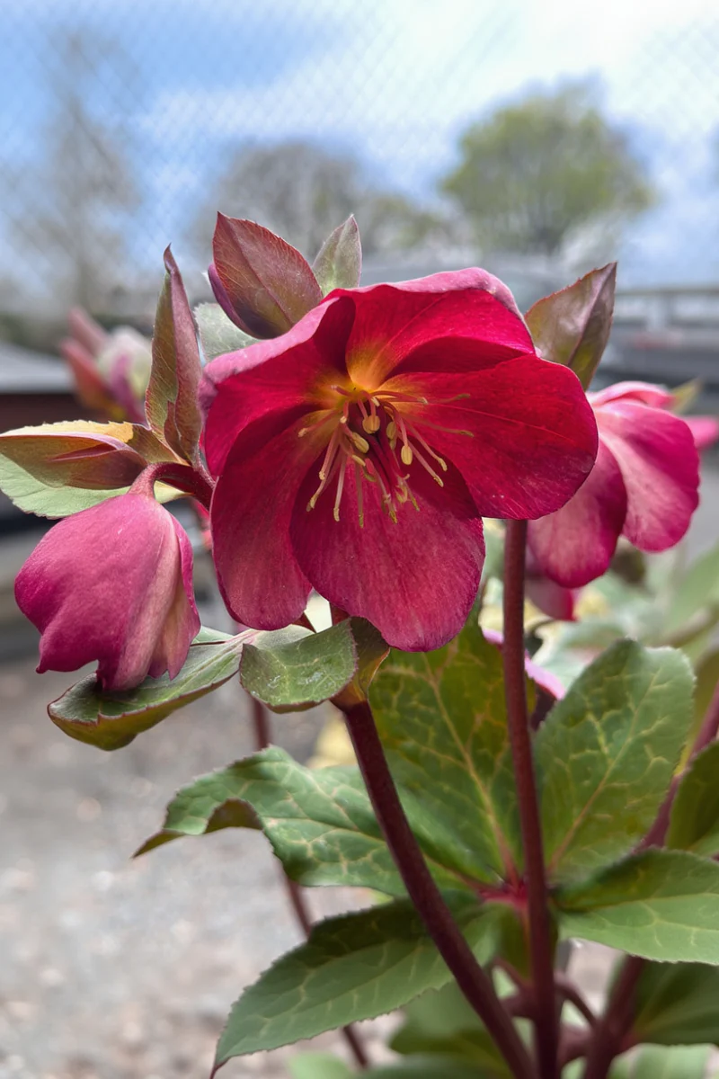 Lenten Rose, Elemental