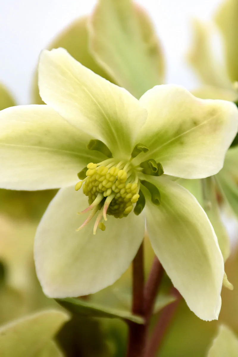 Lenten Rose, Honeyhill Joy