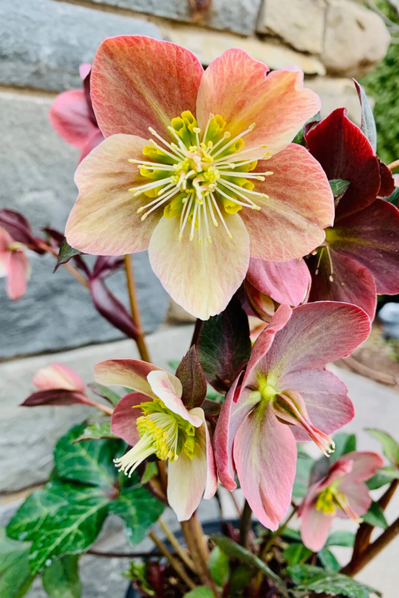 Lenten Rose, Merlin