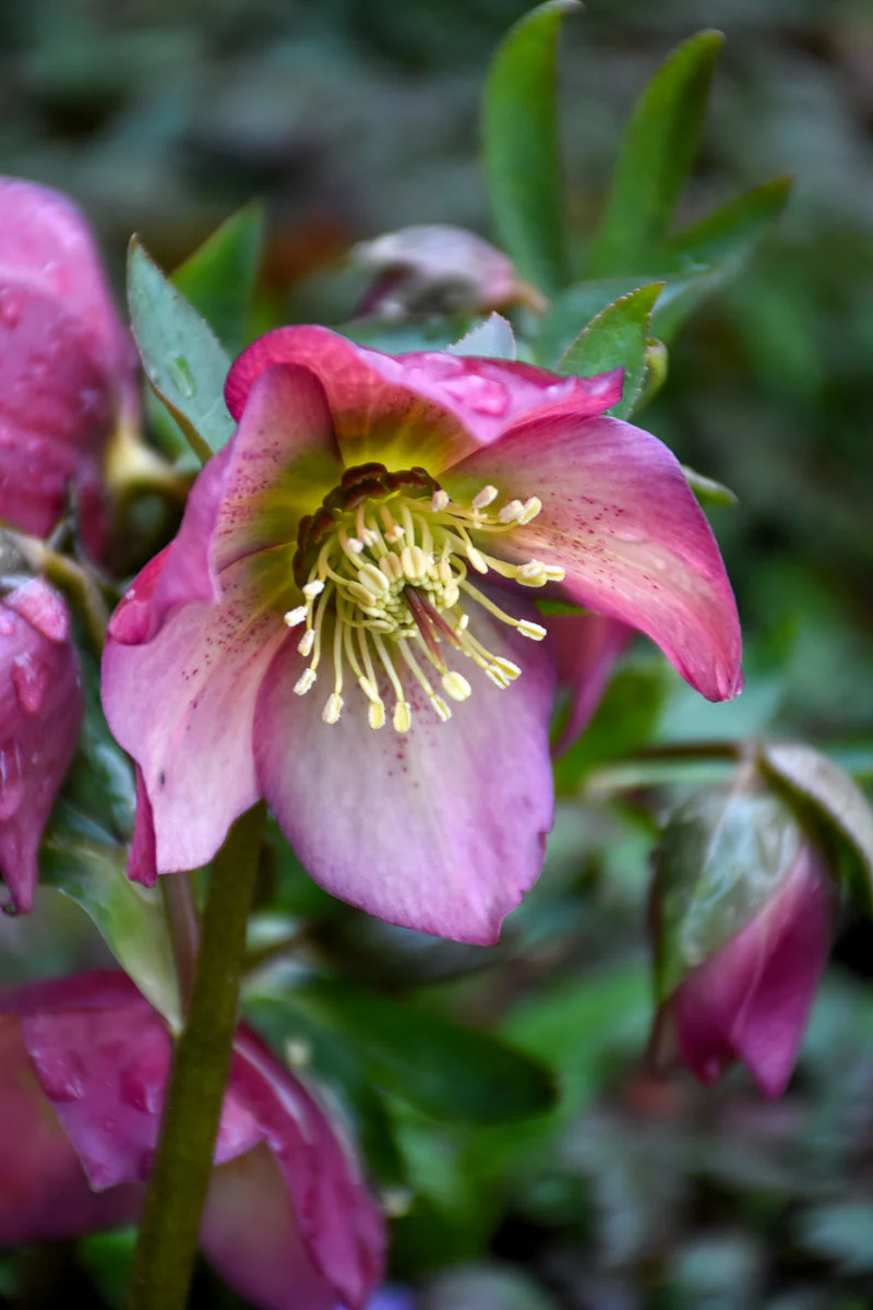 Lenten Rose, Paris In Pink