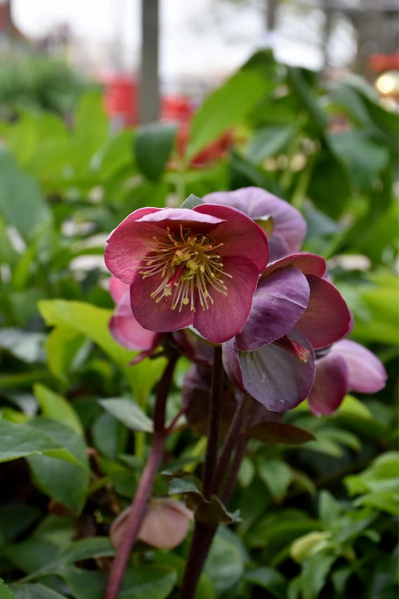 Lenten Rose, Pink