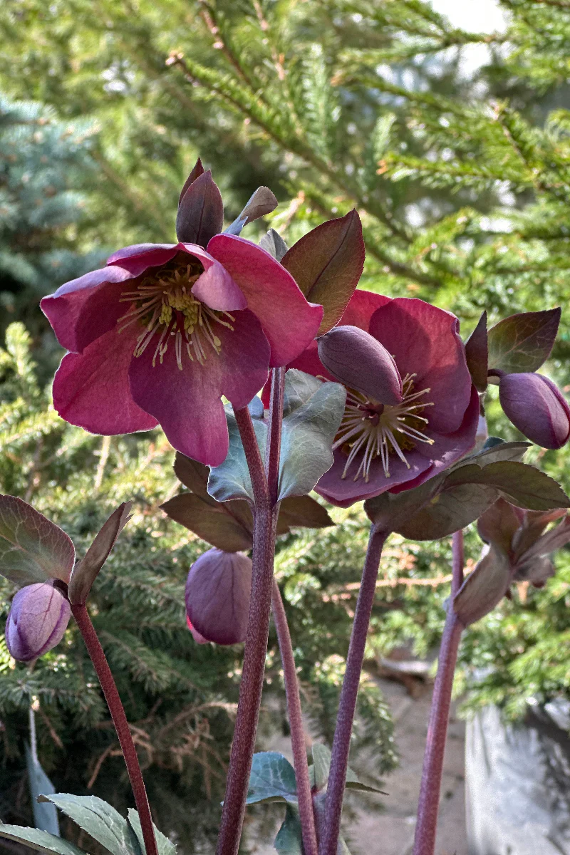 Lenten Rose, Pink - Image 2