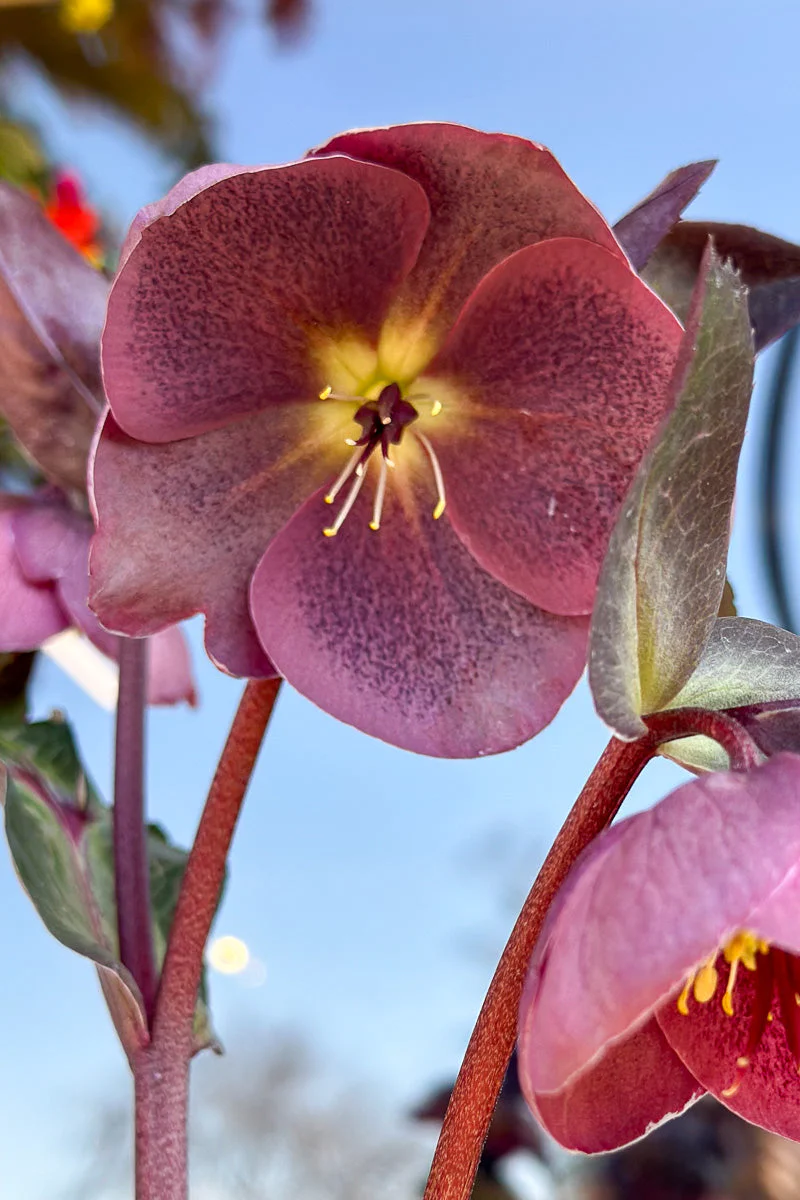 Hellebore, Pippa's Purple - Image 2
