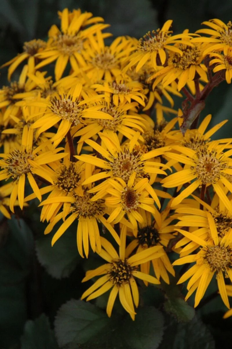 Ligularia, Brt Marie Crawford
