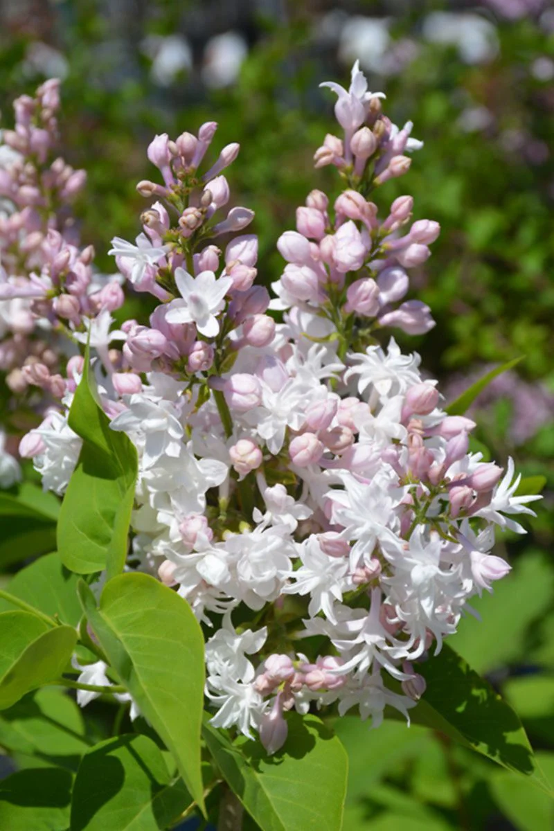 Lilac, Beauty Of Moscow