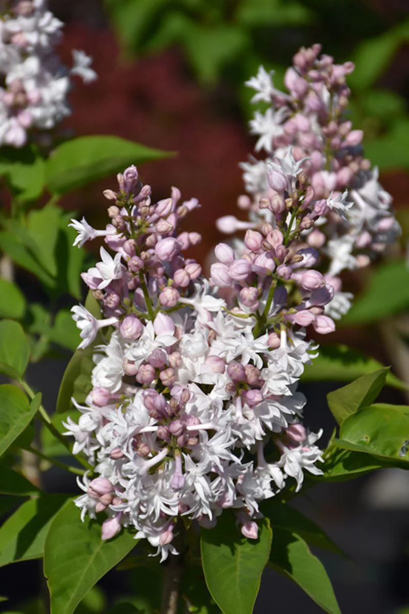 Lilac, Beauty Of Moscow - Image 2