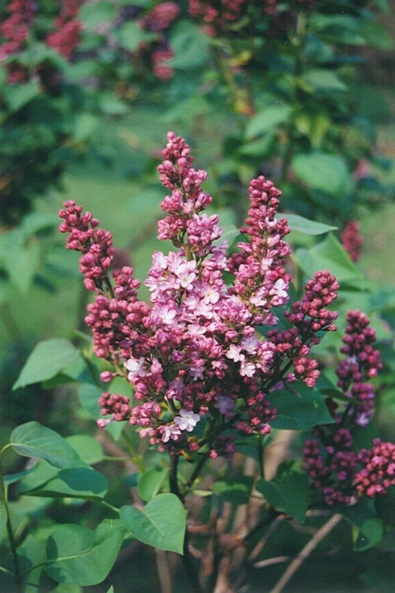 Lilac, Belle De Nancy