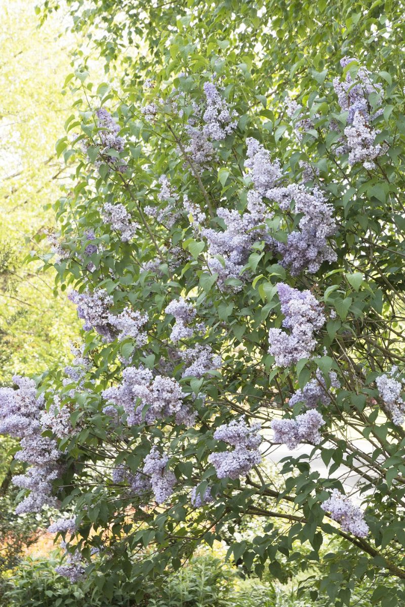 Lilac, Blue Skies - Image 2