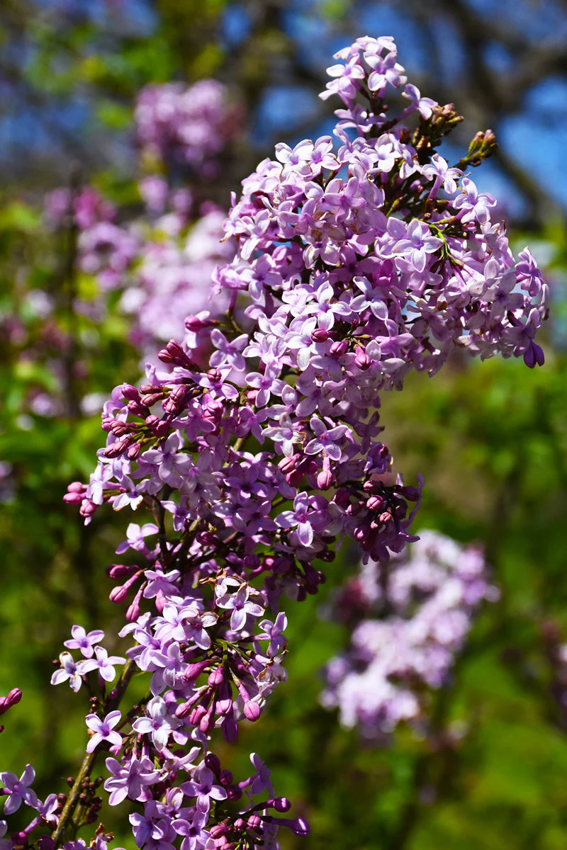 Lilac, Chin Lilac Sun