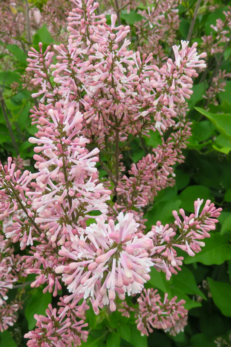 Lilac, Dream Cloud