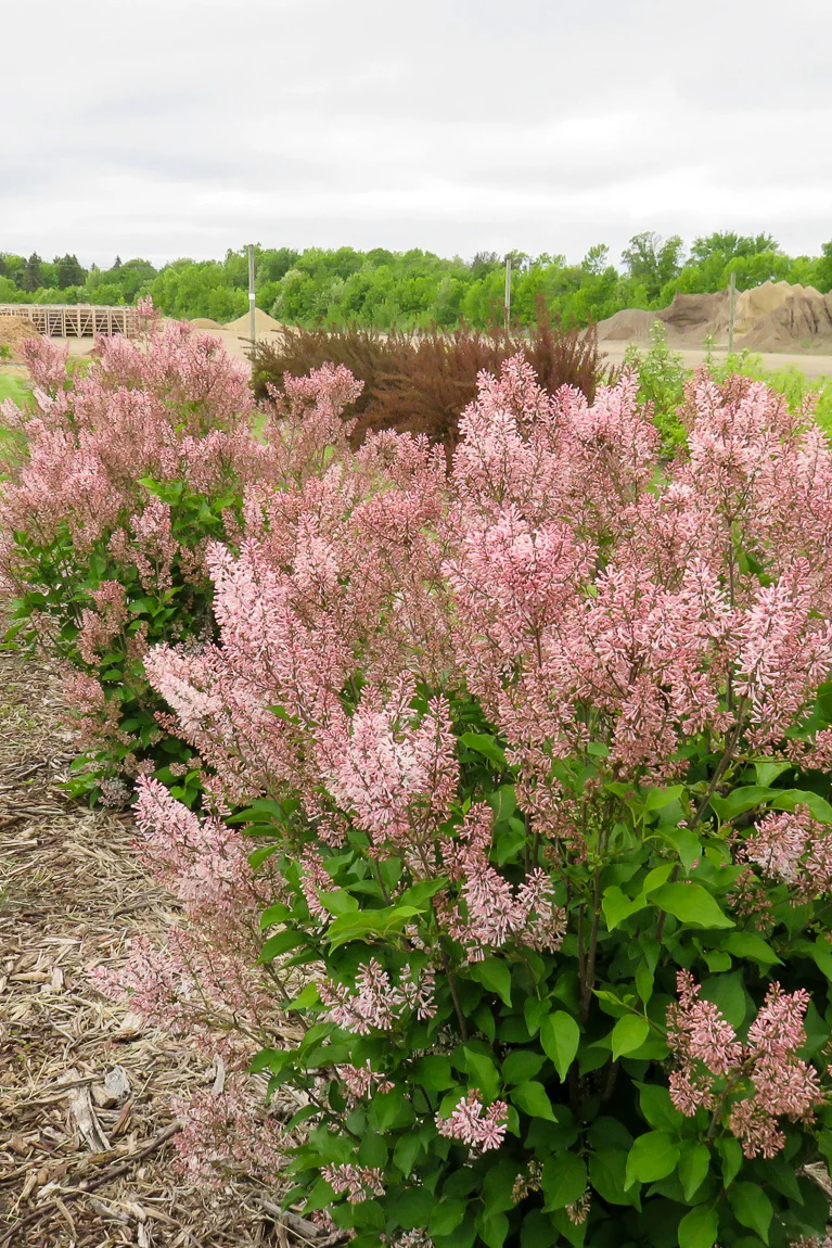 Lilac, Dream Cloud - Image 2