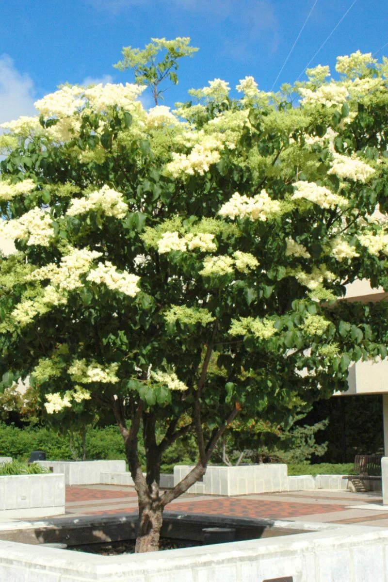 Lilac, Japanese Tree Ivory Silk - Image 2