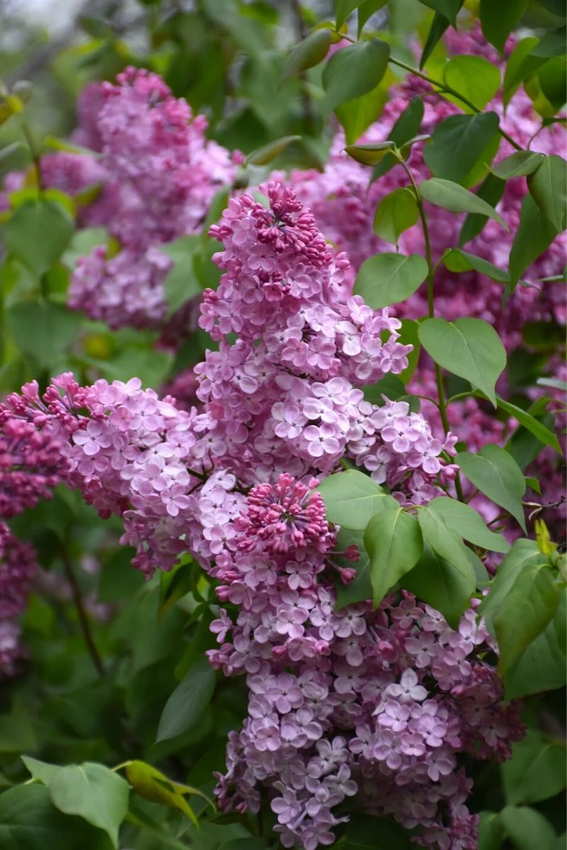 Lilac, Old Glory