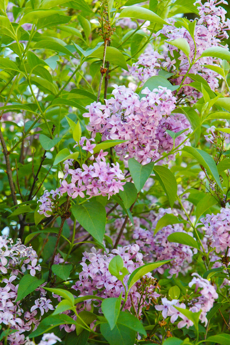 Lilac, Persian
