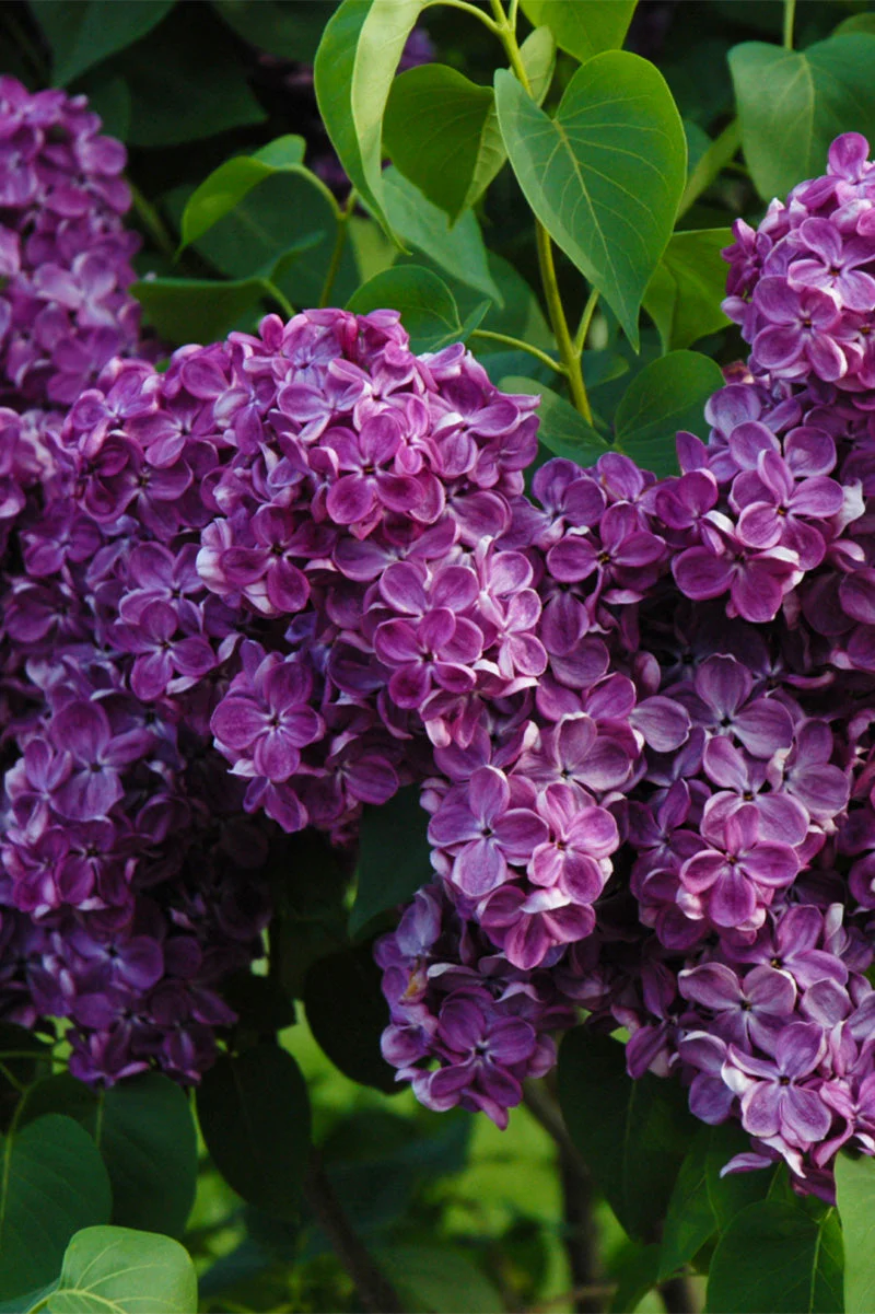 Lilac, Yankee Doodle