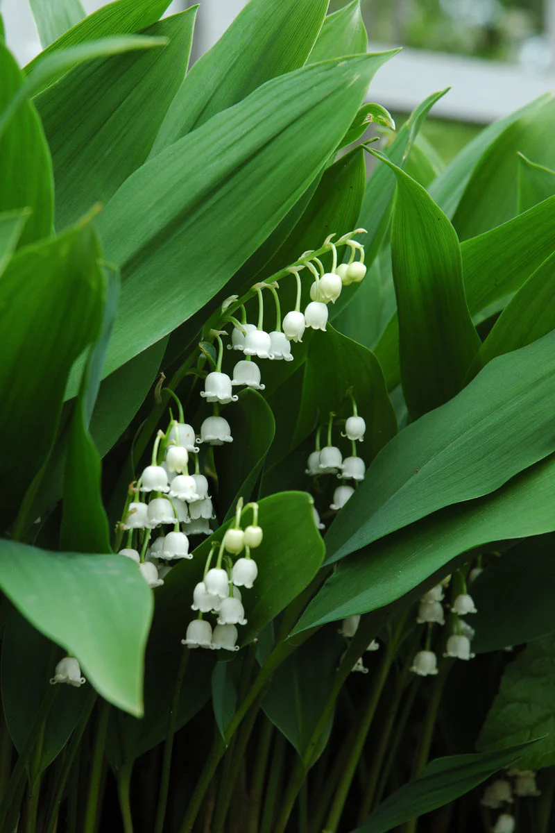 Lily-Of-The-Valley