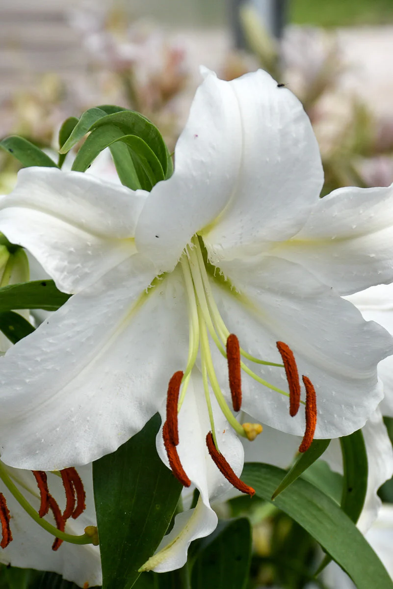 Lily, Oriental- Casablanca