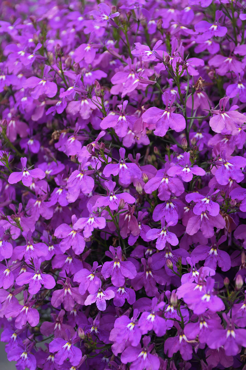 Lobelia Laguna Ultraviolet