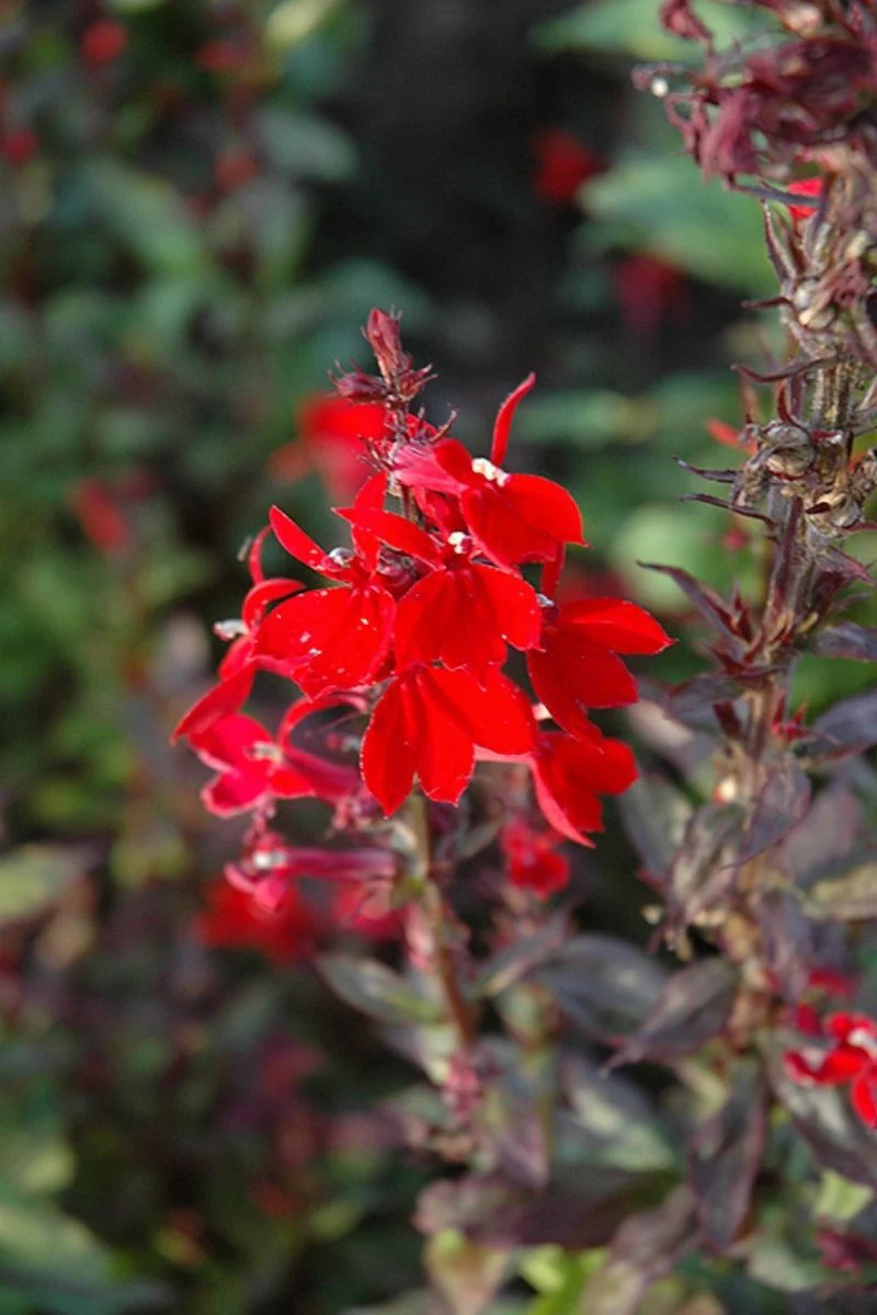 Lobelia, Queen Victoria