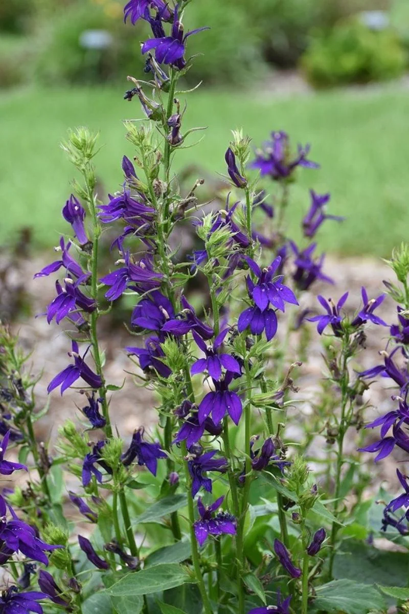 Lobelia, Starship Blue