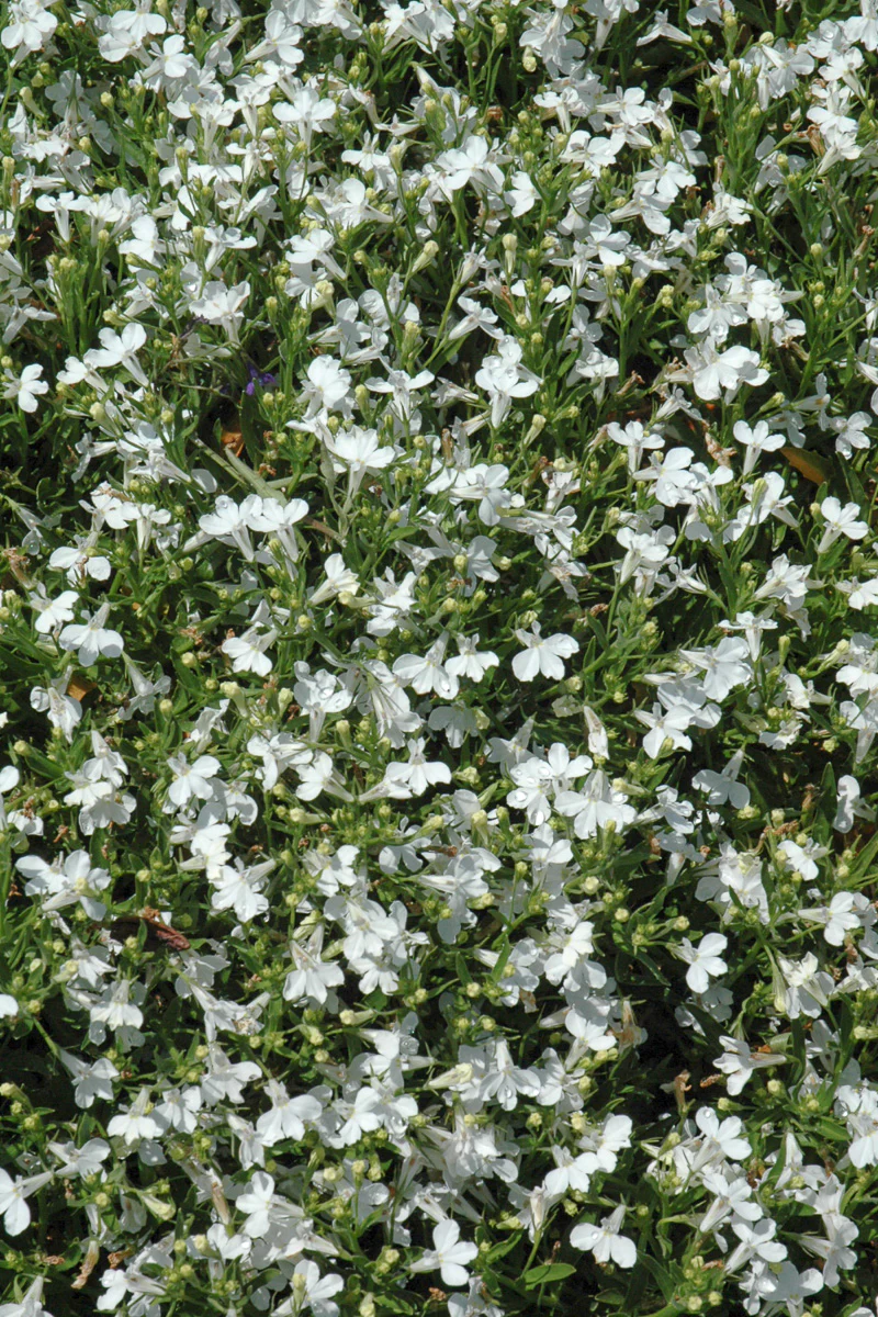 Lobelia, Techno Heat Up White - Image 2