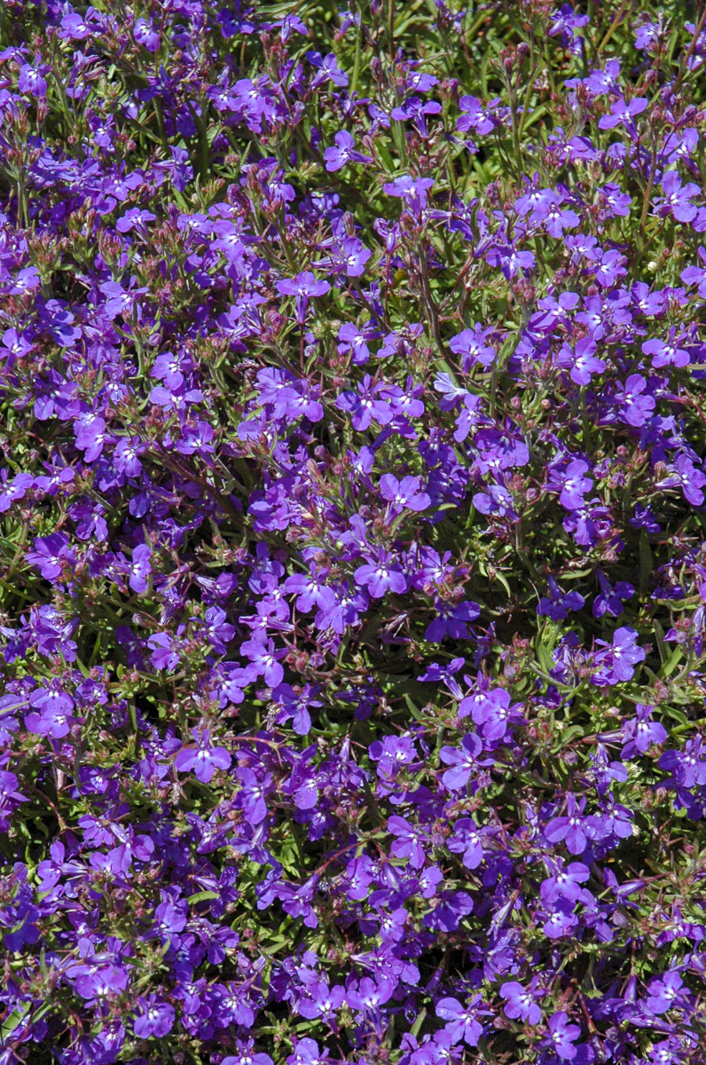 Lobelia, Techno Deep Blue - Image 2