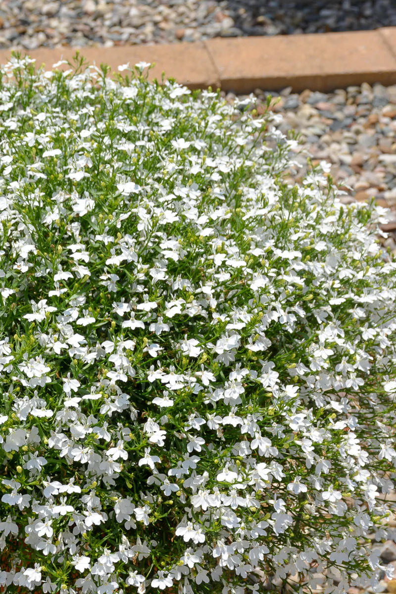 Lobelia, Trailing White - Image 2