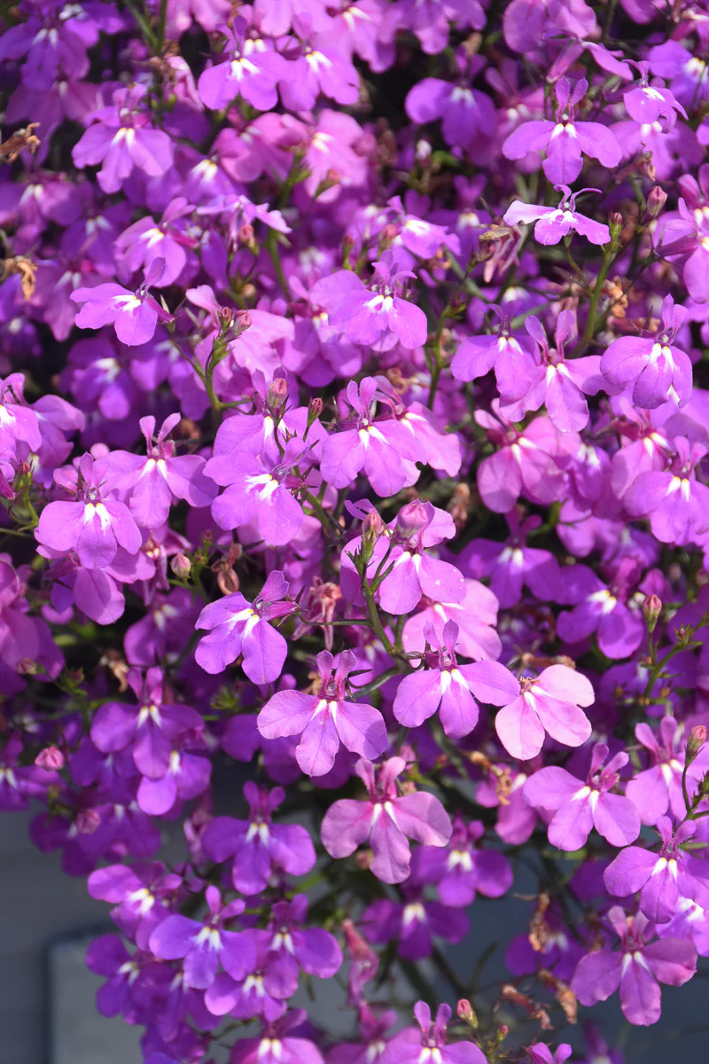 Lobelia Violet Imp
