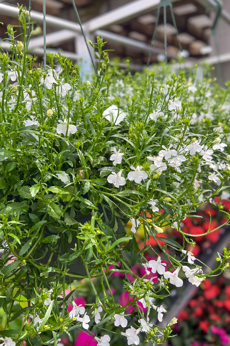 Annuals for EOS Sale - Excludes Fall annuals