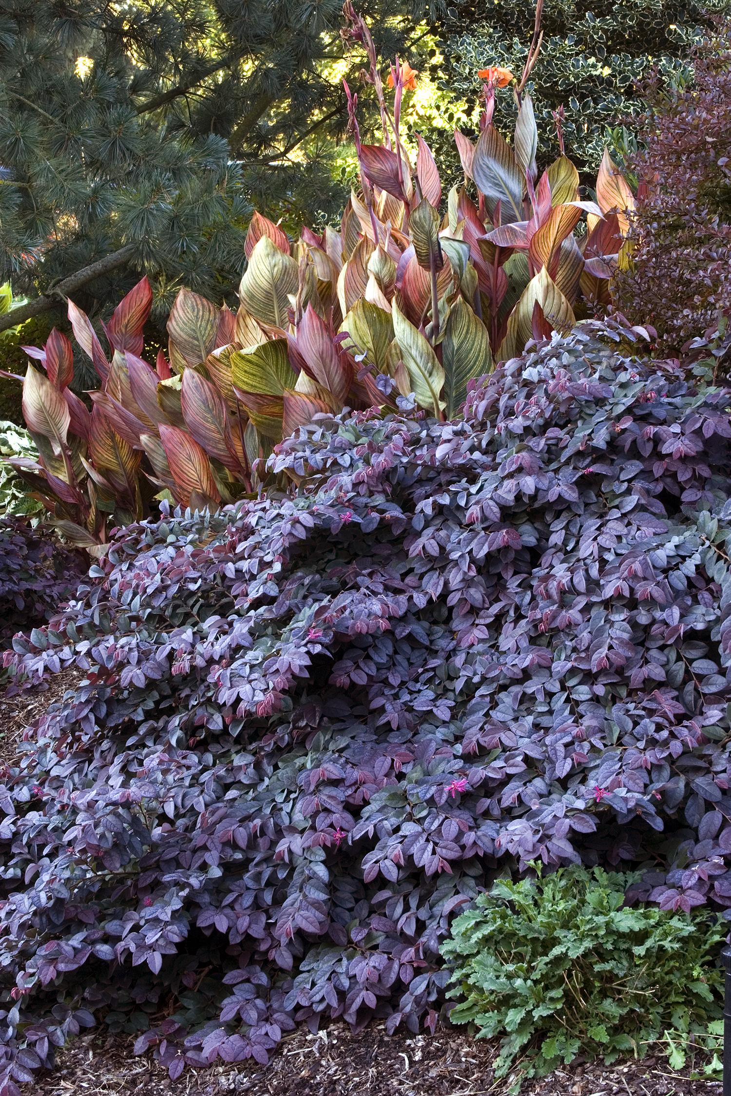 Loropetalum Sizzling Pink