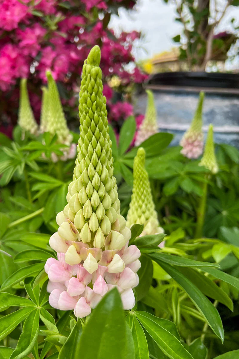 Lupine, W Blossom