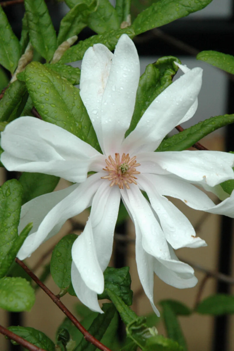 Magnolia, Ballerina