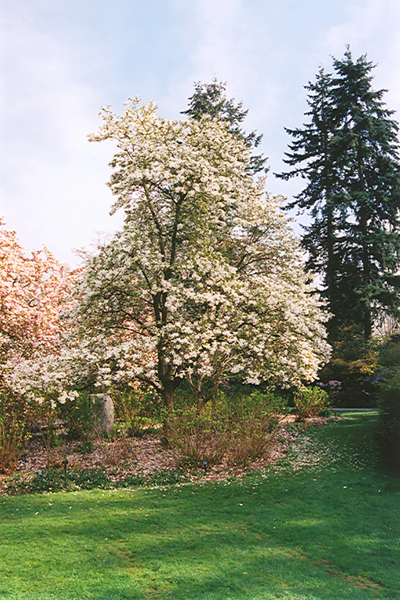 Magnolia, Dr Merrill