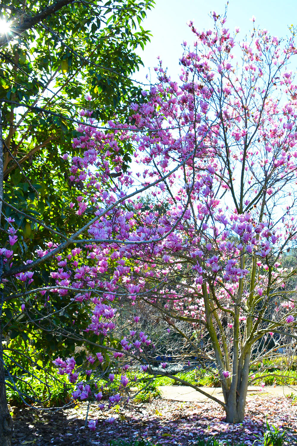 Magnolia, Jane
