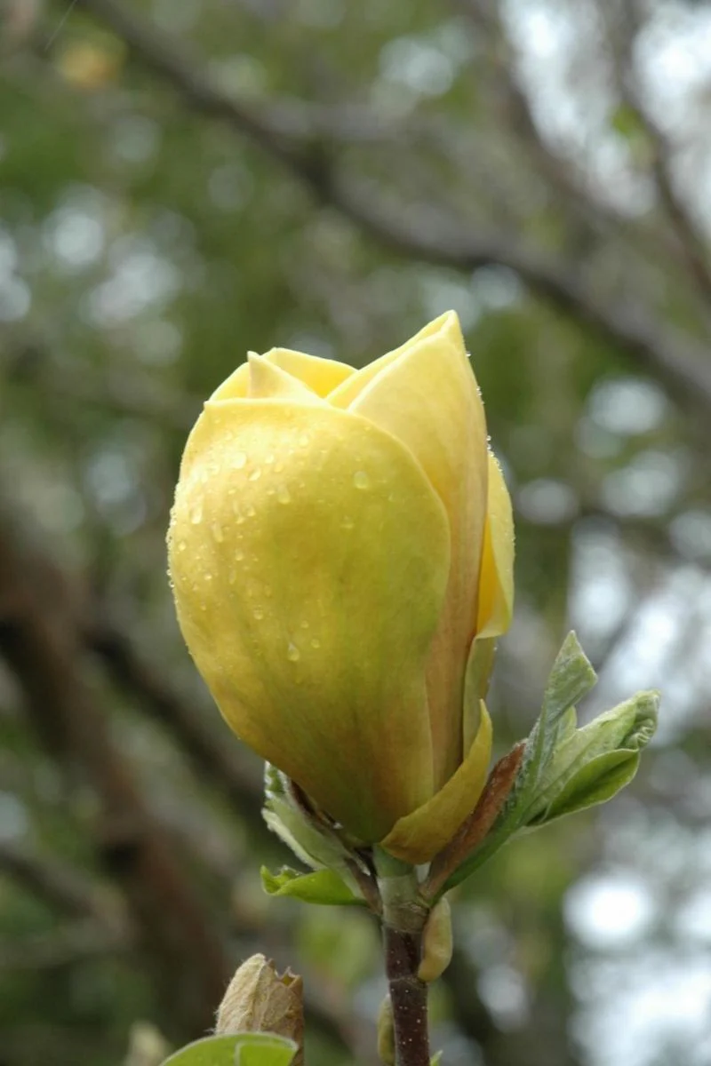 Magnolia, Judy Zuk
