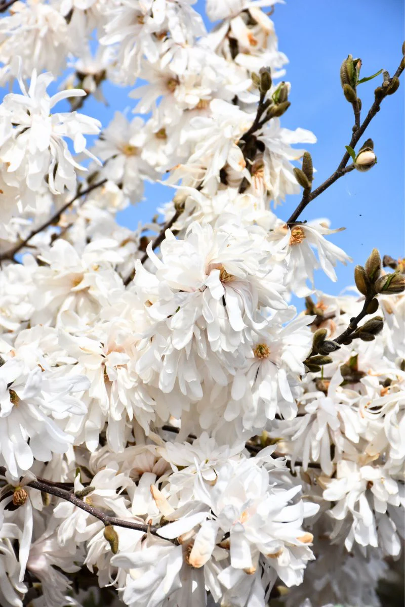 Magnolia, Royal Star - Image 2