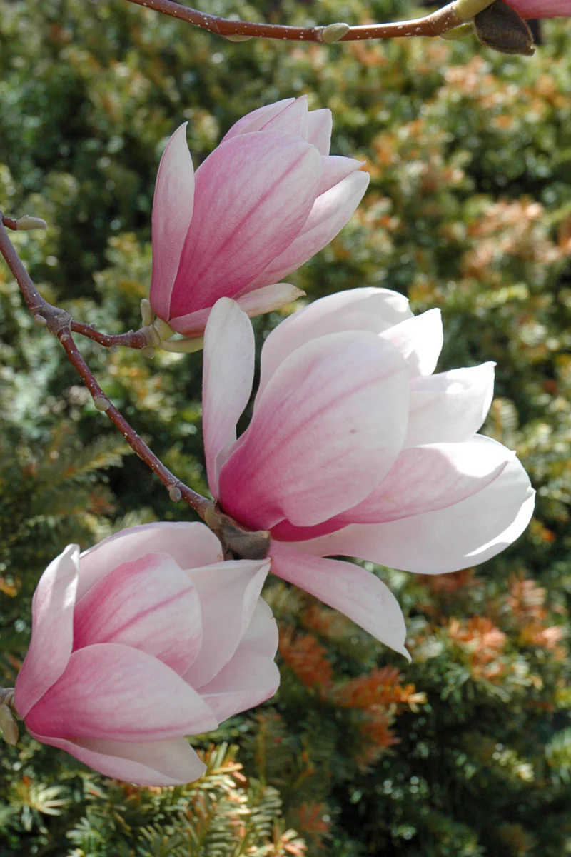 Magnolia, Saucer