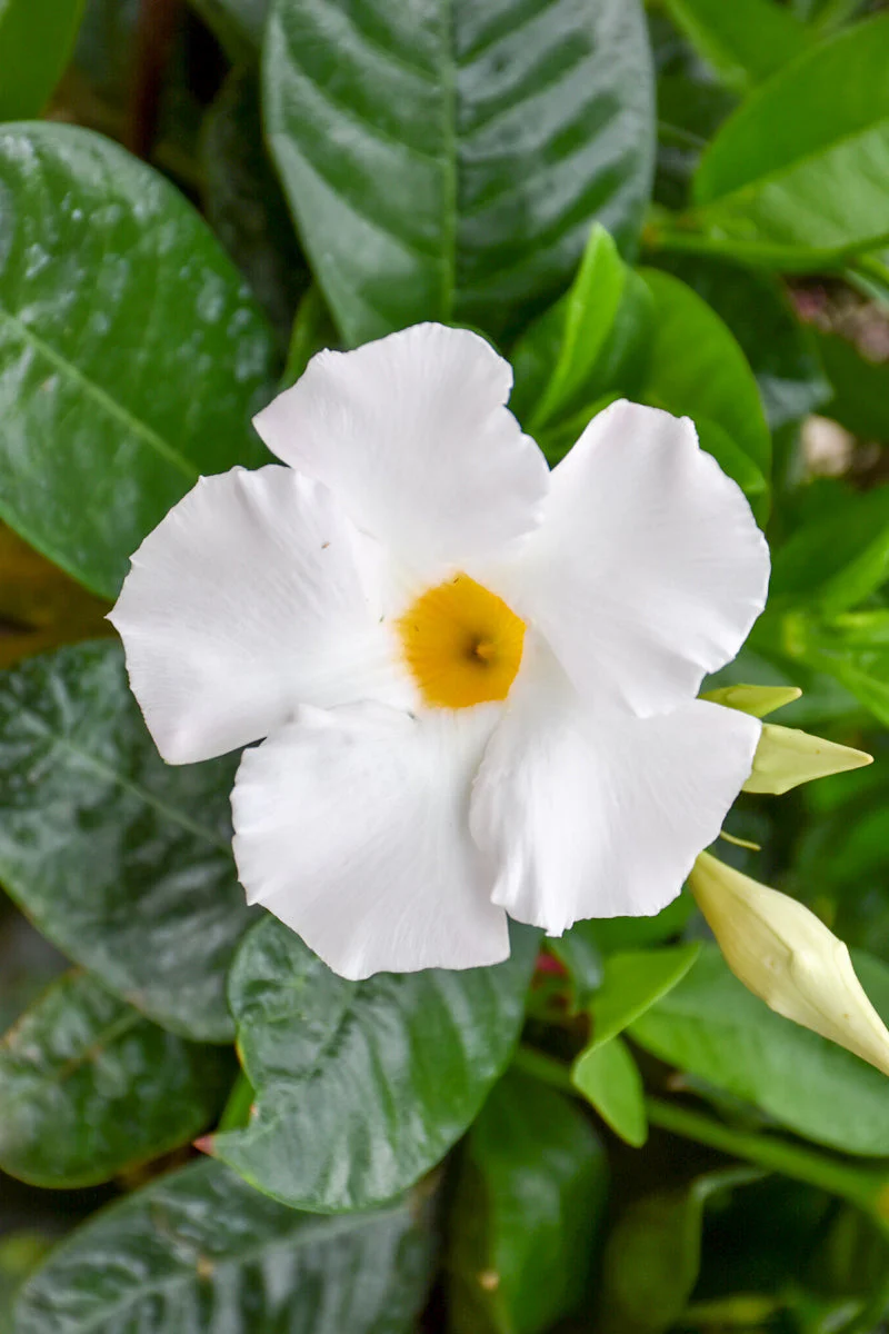 Mandevilla, Dipladenia White