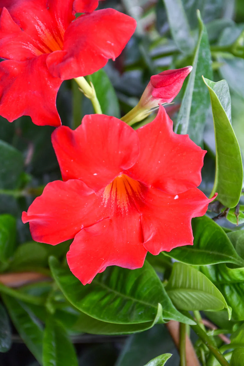 Mandevilla, Hoop Red