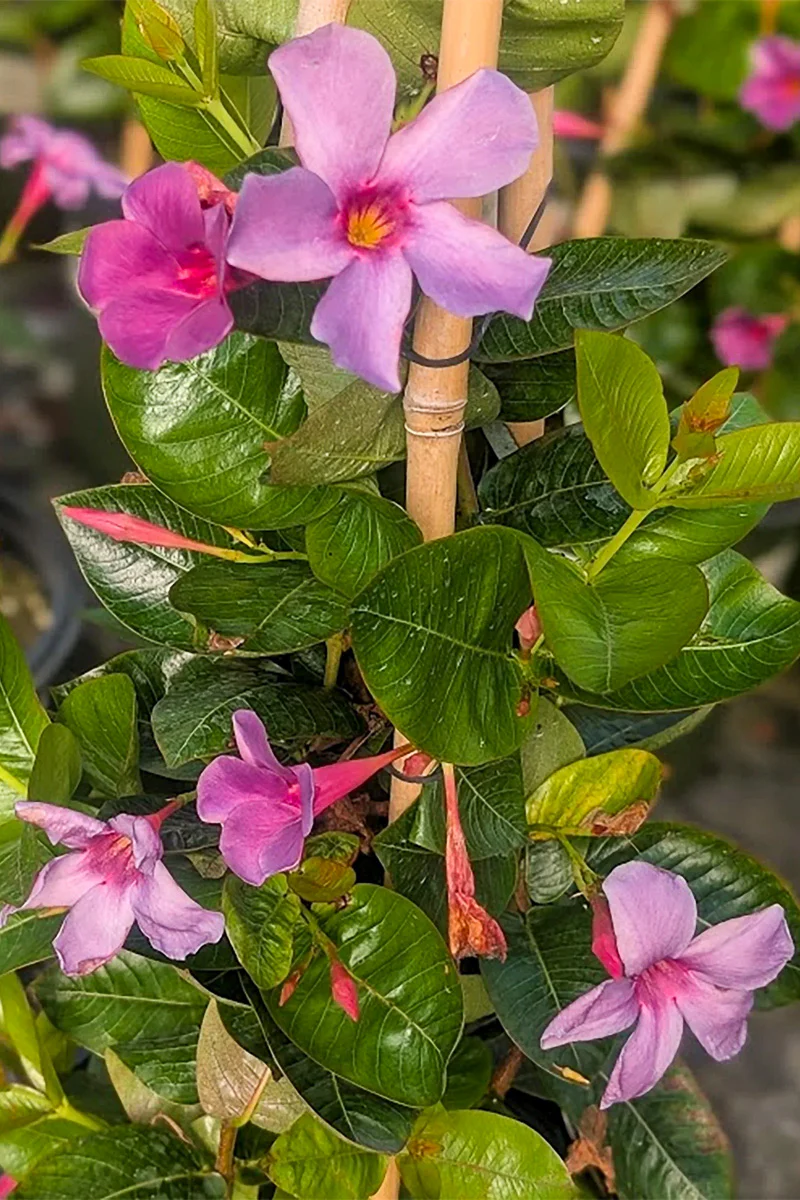 Mandevilla, Sun Parasol Bluephoria - Image 2