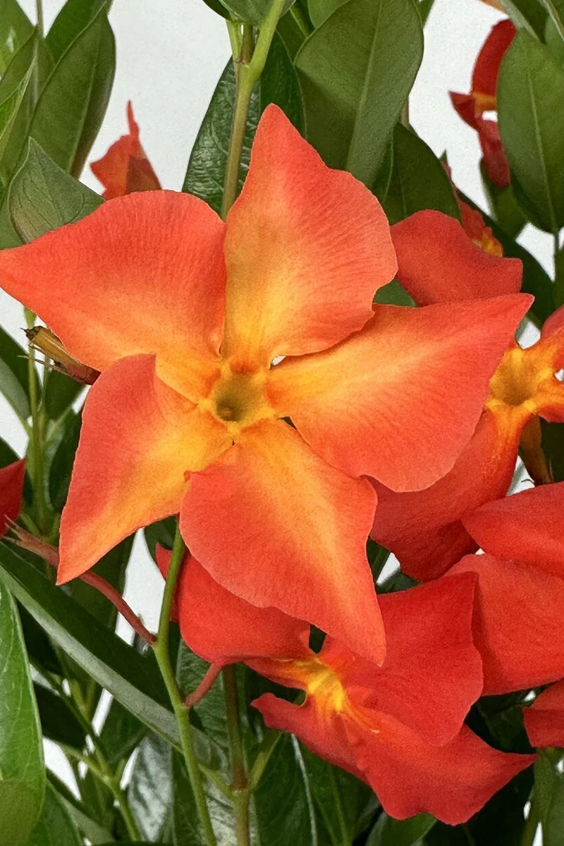 Mandevilla, Sun Parasol Fired Up Orange