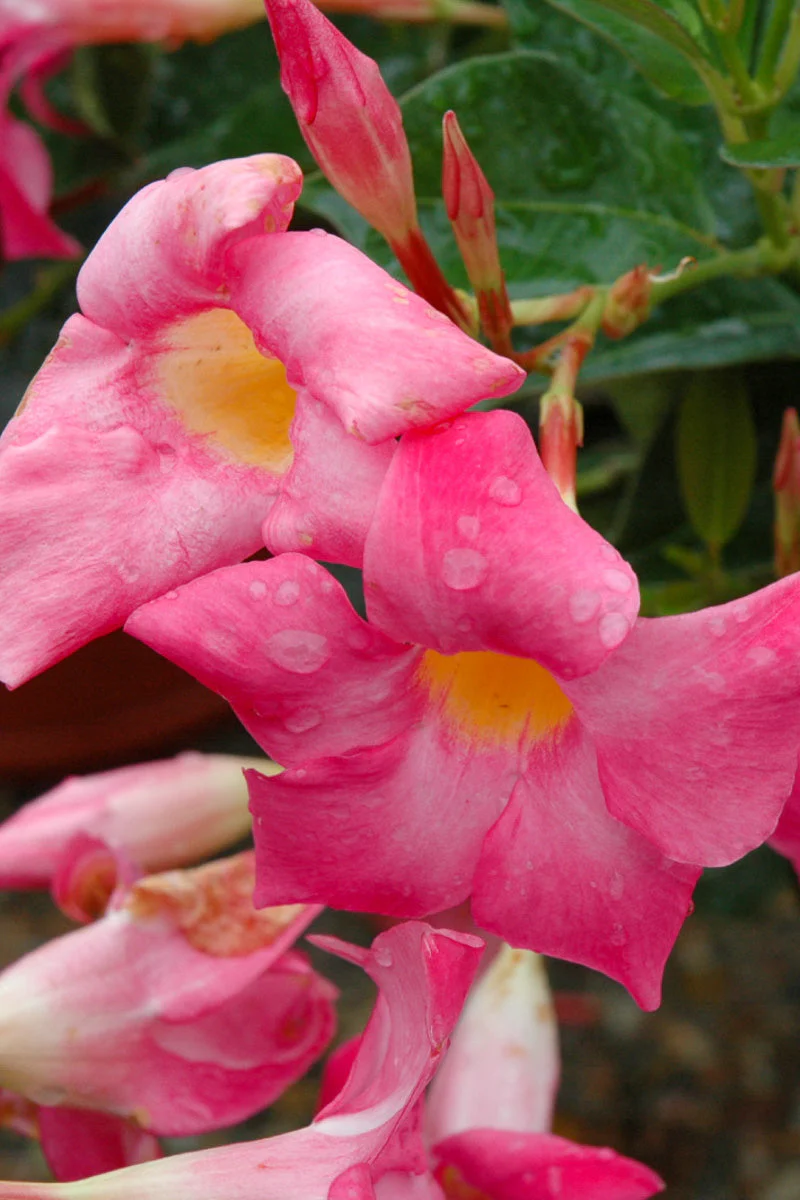Mandevilla, Sun Parasol Pink