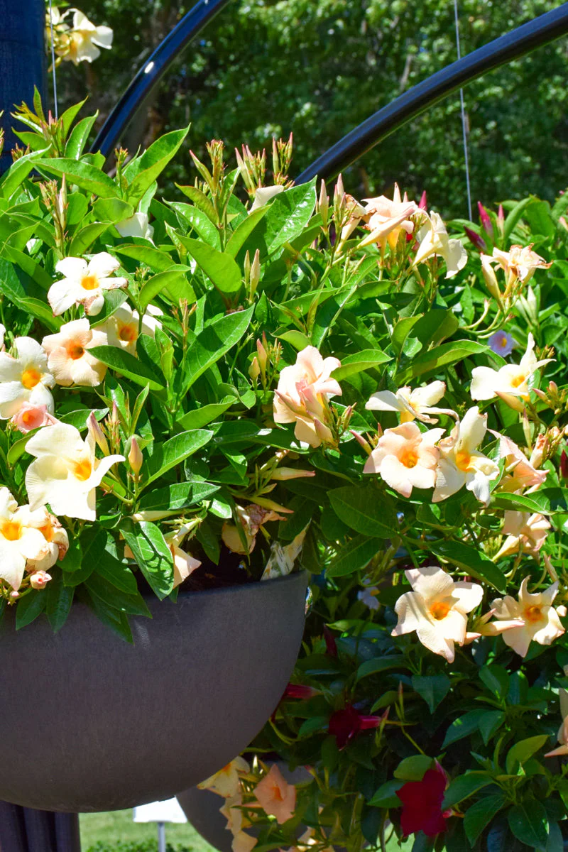 Mandevilla, Teepee Apricot