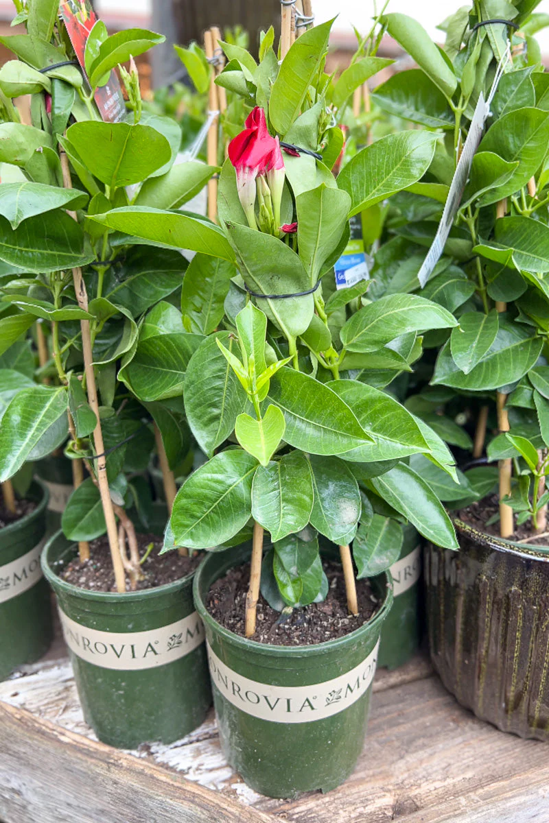 Mandevilla, Tropical Breeze - Image 2