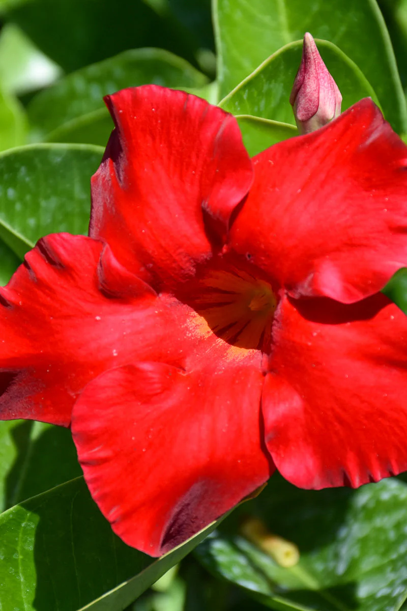 Mandevilla, Tropical Breeze - Image 3