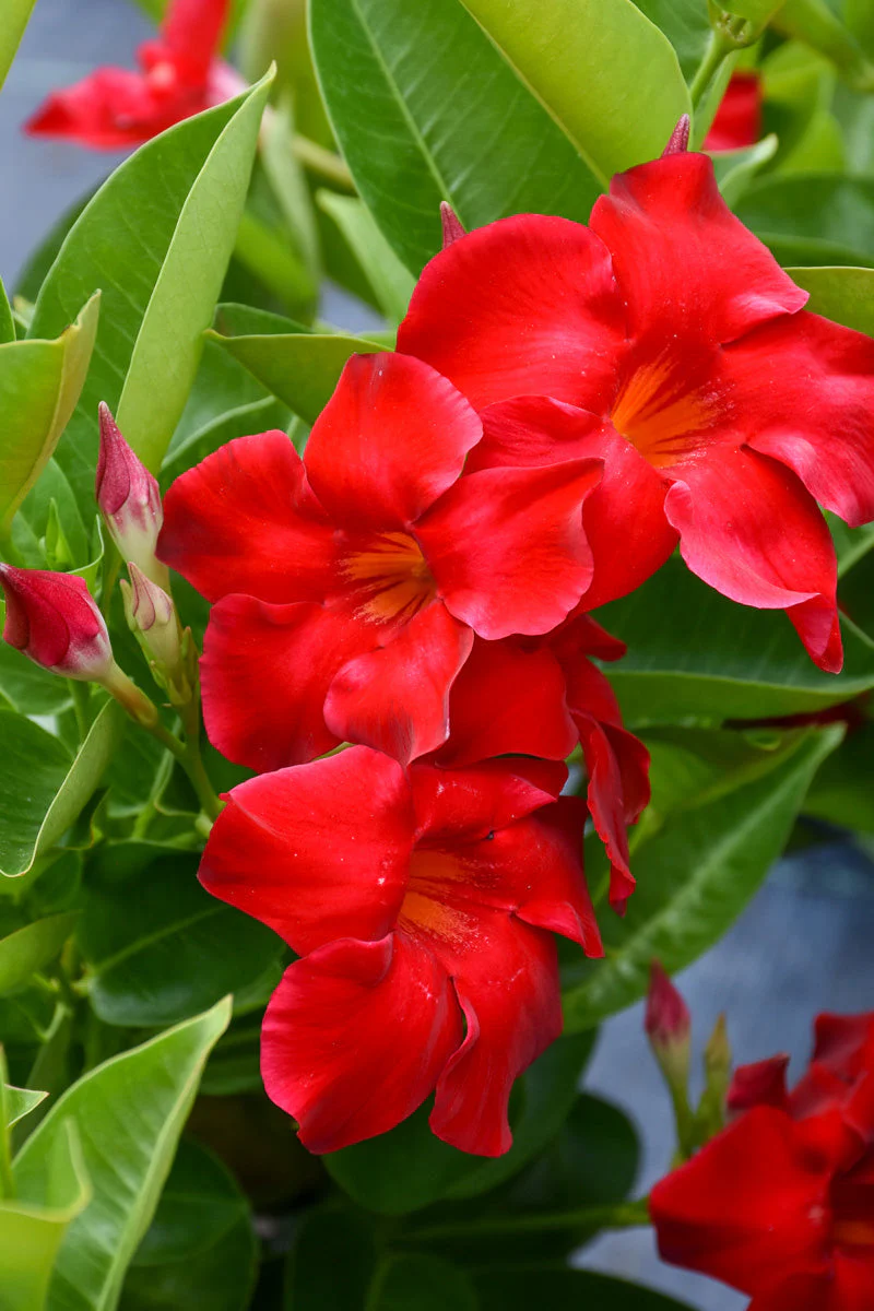 Mandevilla, Tropical Breeze - Image 4