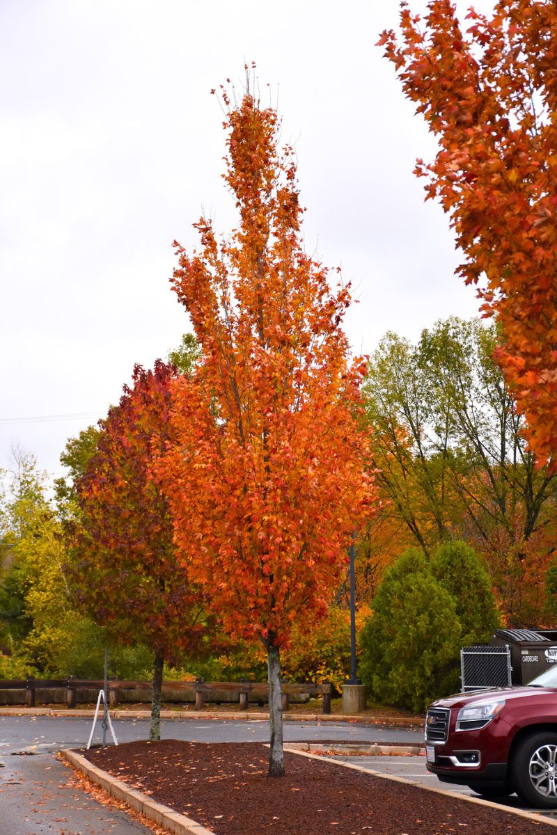 Maple, Armstrong Gold - Image 3