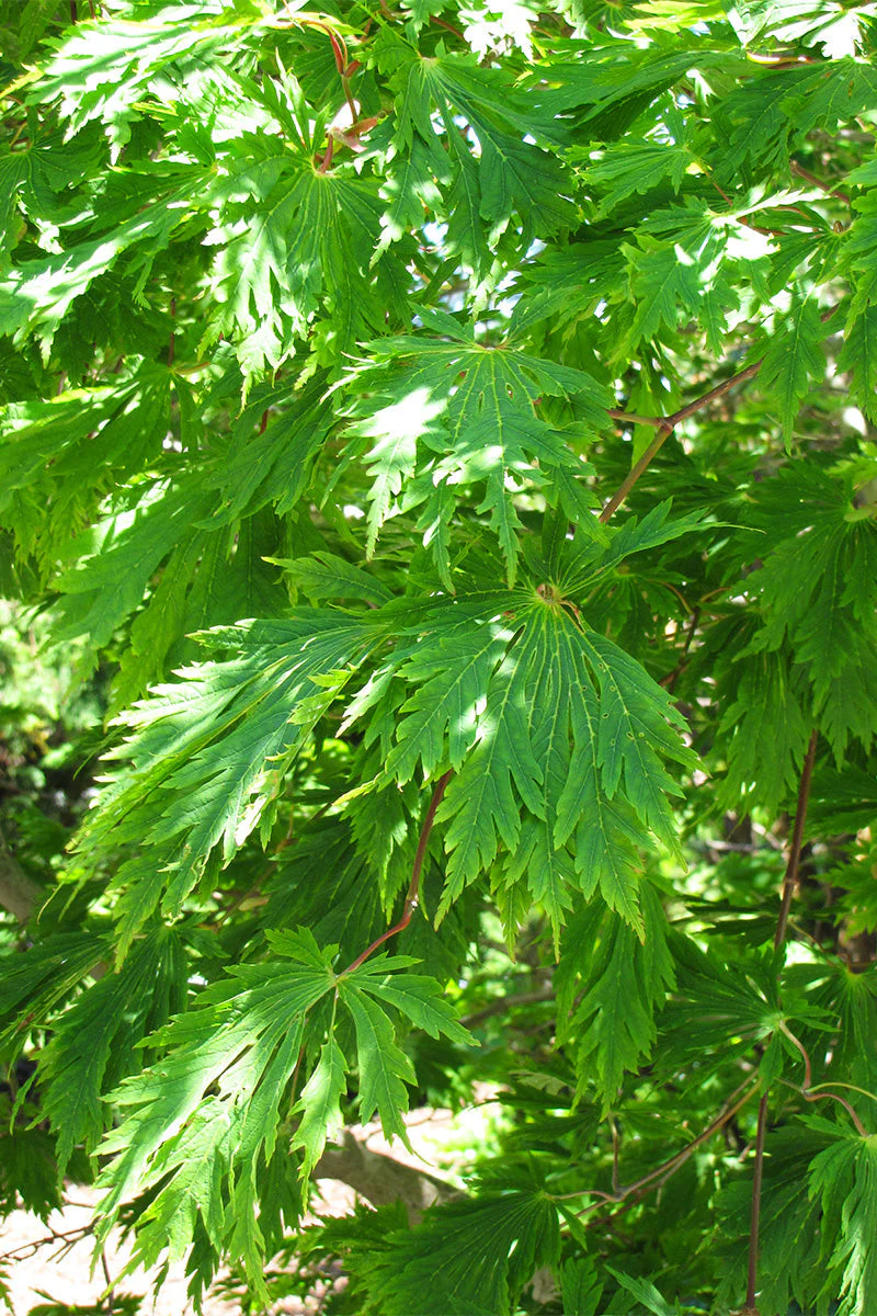 Maple, Fullmoon Japanese