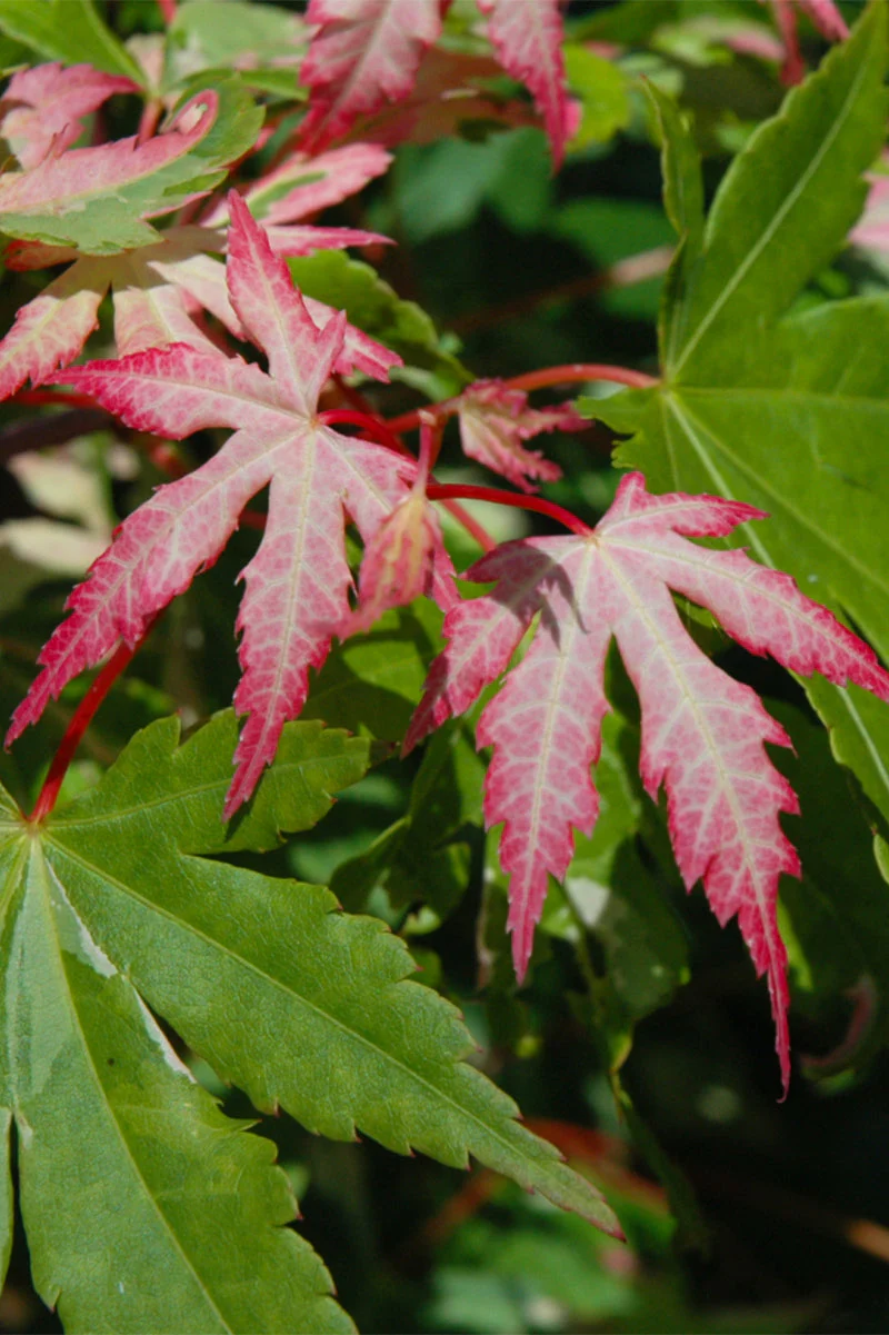 Maple, Japanese Asahi Zuru