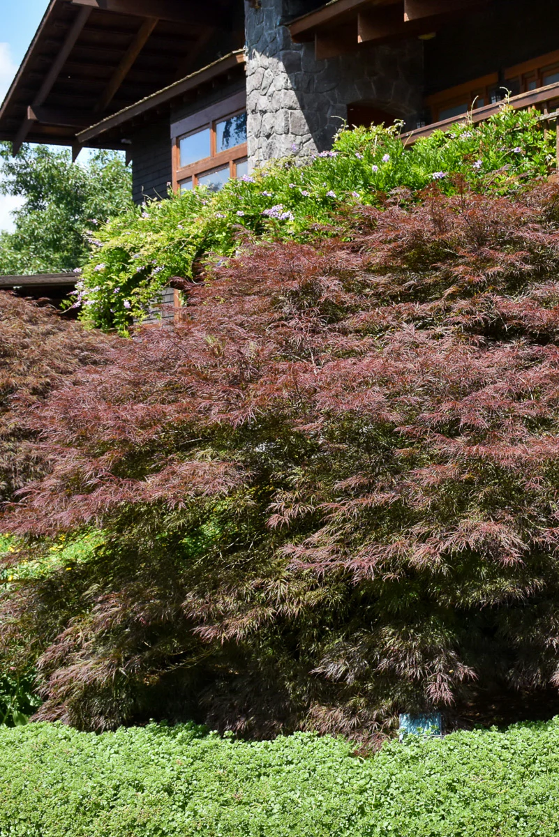 Maple, Japanese Ever Red